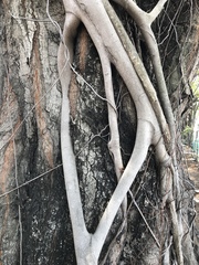 Adenanthera