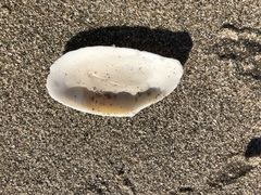 Megangulus bodegensis