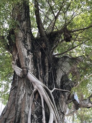 Adenanthera