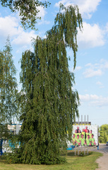 Betula pendula