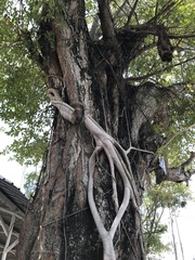 Adenanthera