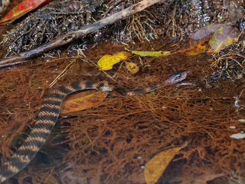 Tropidonophis mairii observed 2023-07-01