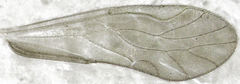 Caeciliusidae