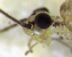 Caeciliusidae