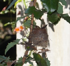Selasphorus sasin sedentarius