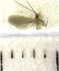 Caeciliusidae
