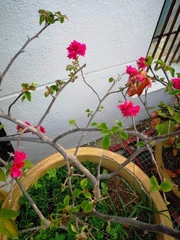 Bougainvillea
