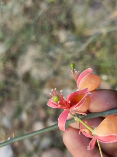 C. aphylla (Capparis decidua)