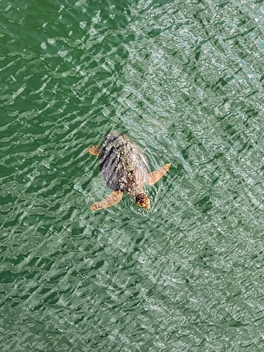 Loggerhead Sea Turtle photographed in Alabama