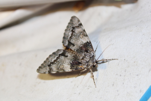 Oldwife Underwing photo 3