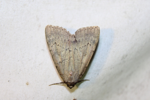 Serene Underwing photo 4