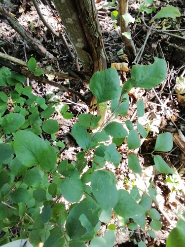 Common Snowberry