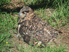 Bubo capensis