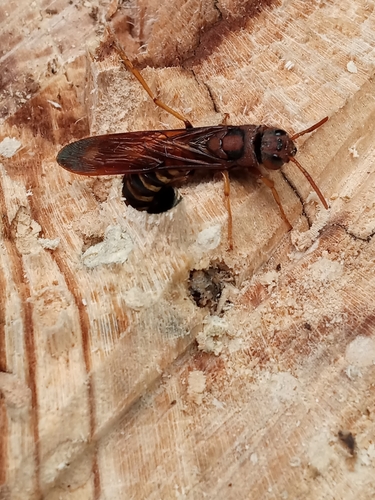 Pigeon tremex