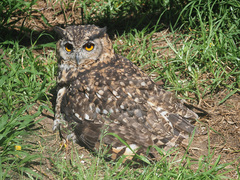Bubo capensis
