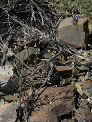 Sairocarpus kingii