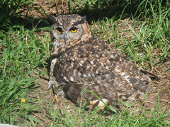 Bubo capensis