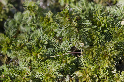 Myriophyllum spicatum iNat (3)