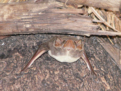 Taphozous mauritianus