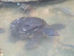 Carettochelys insculpta