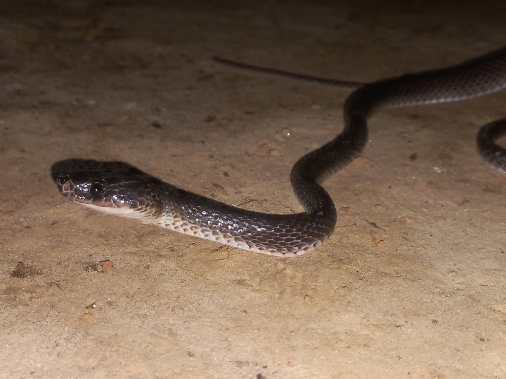 Dark Wolf Snake from tumbang olong on September 4, 2023 at 08:58 PM by ...