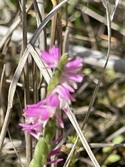 Spiranthes australis, photograph Алёна Осипова, CC BY, iNaturalist via GBIF