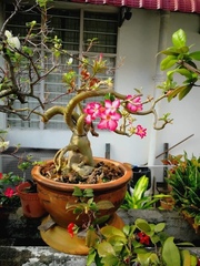 Adenium obesum