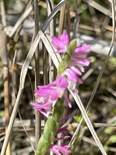 Spiranthes australis, photograph 6