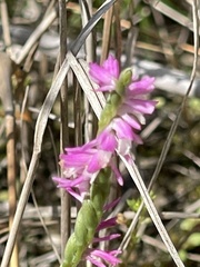 Spiranthes australis, photograph Алёна Осипова, CC BY, iNaturalist via GBIF