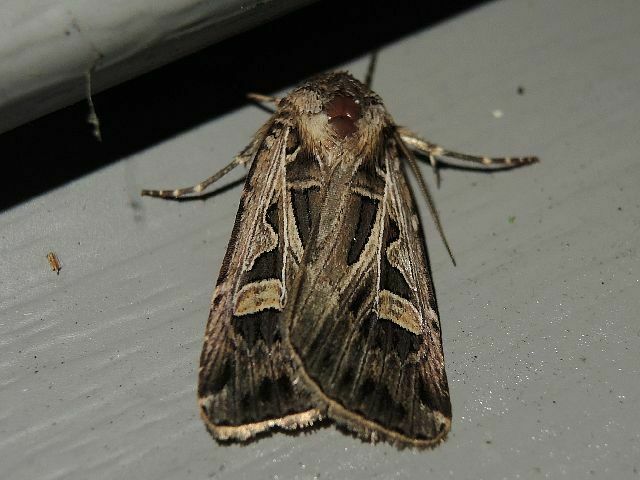 Dingy Insect Dingy Cutworm Moth in September 2023 by privatenoaccess · iNaturalist