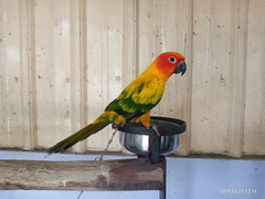 Aratinga solstitialis