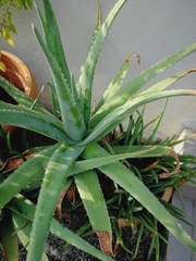 Aloe vera