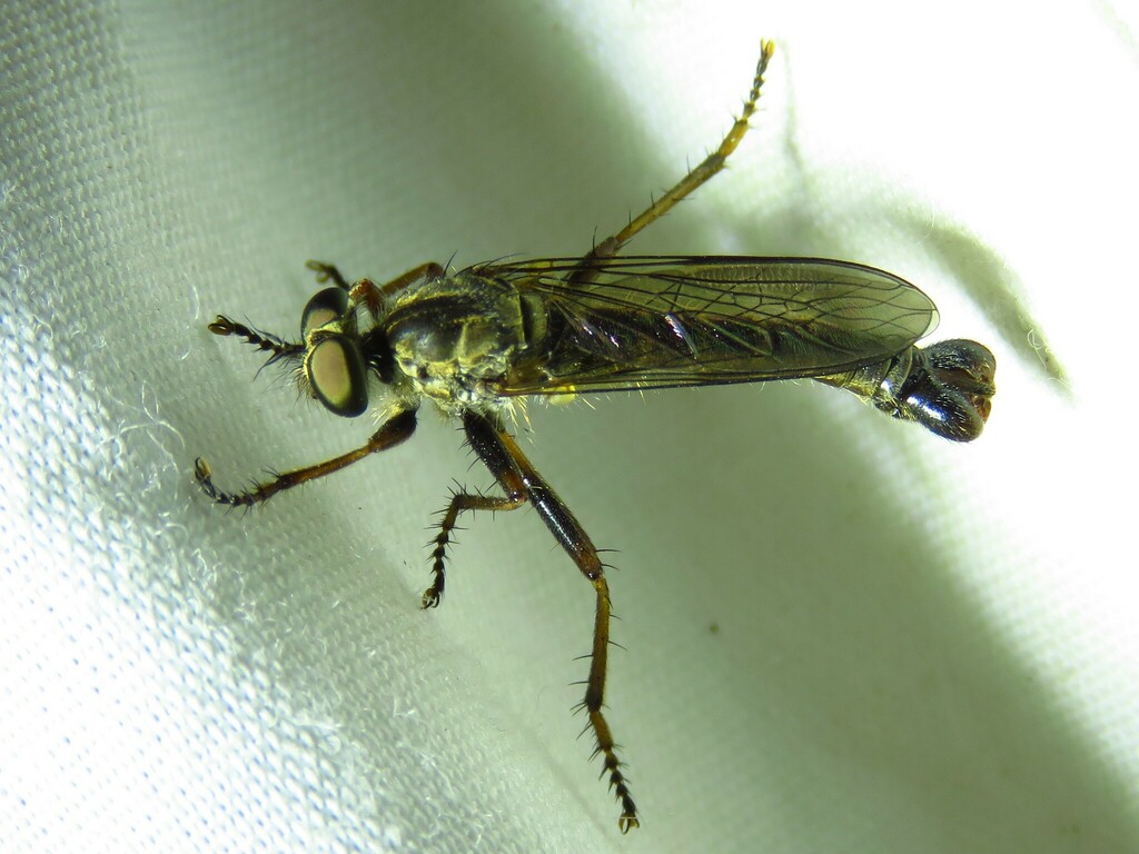 Narrow-winged Bladetail