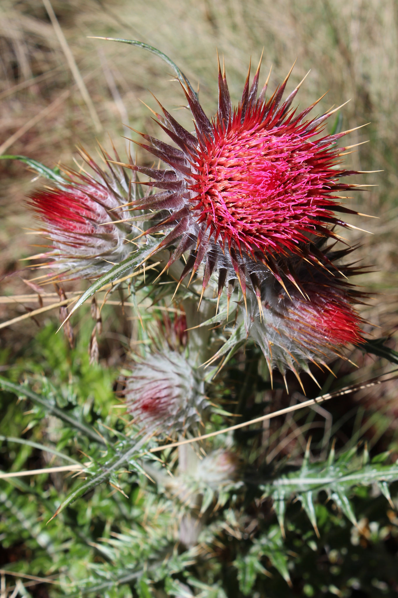 Cardo Santo (Cirsium ehrenbergii) · NaturaLista Colombia