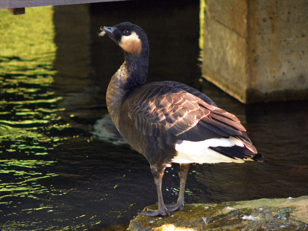 Cackling × Red-breasted Goose