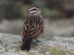 Emberiza capensis capensis