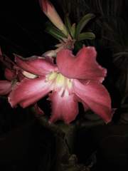 Neriinae