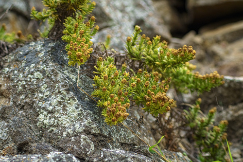 Greene's tarweed (Deinandra greeneana)