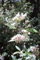Ageratina glabrata
