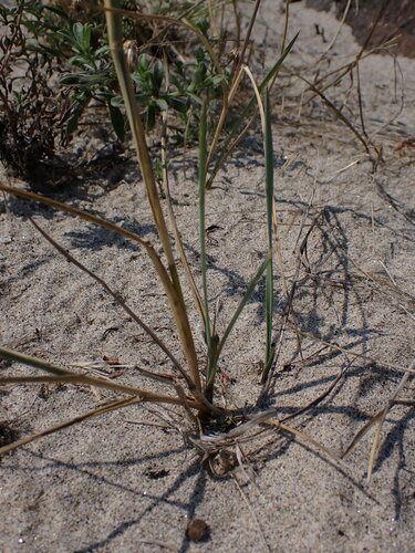 Image of Elymus lanceolatus by (c) Nolan Exe, some rights reserved (CC BY)