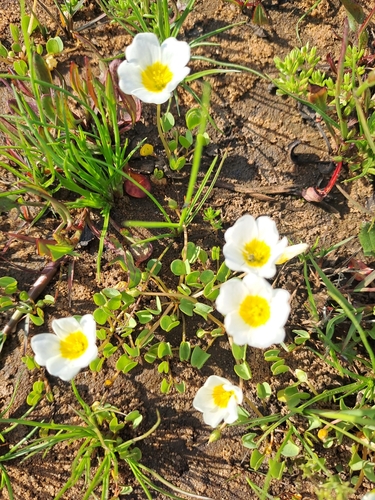 Oxalis dregei (Oxalis dregei)