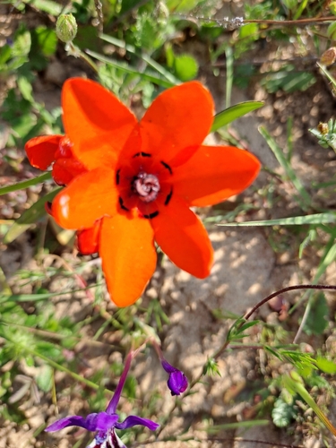 Sparaxis elegans