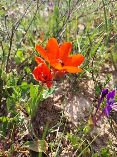 Sparaxis elegans