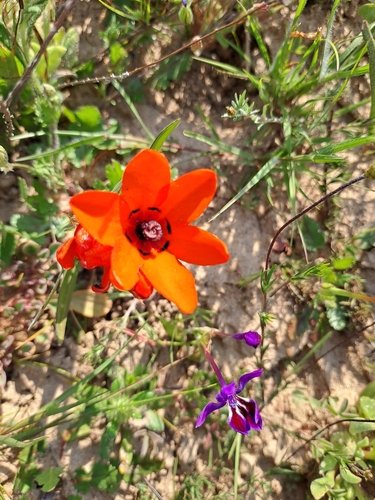 Sparaxis elegans