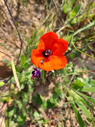 Sparaxis elegans