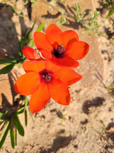 Sparaxis elegans