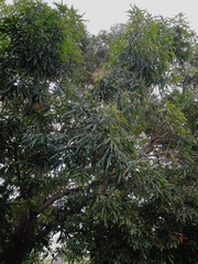 Mangifera indica