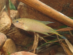 Hong Kong Paradise Fish photo 2