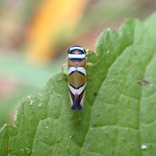 Macugonalia moesta photo 4