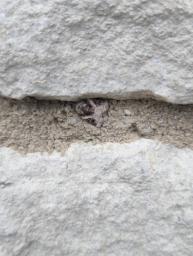 Pink-barred Pseudeustrotia Moth photo 4